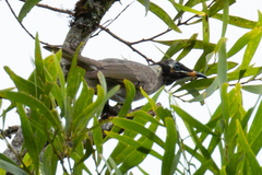 Bolemoreus frenatus