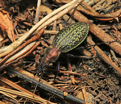 Carabus schrencki