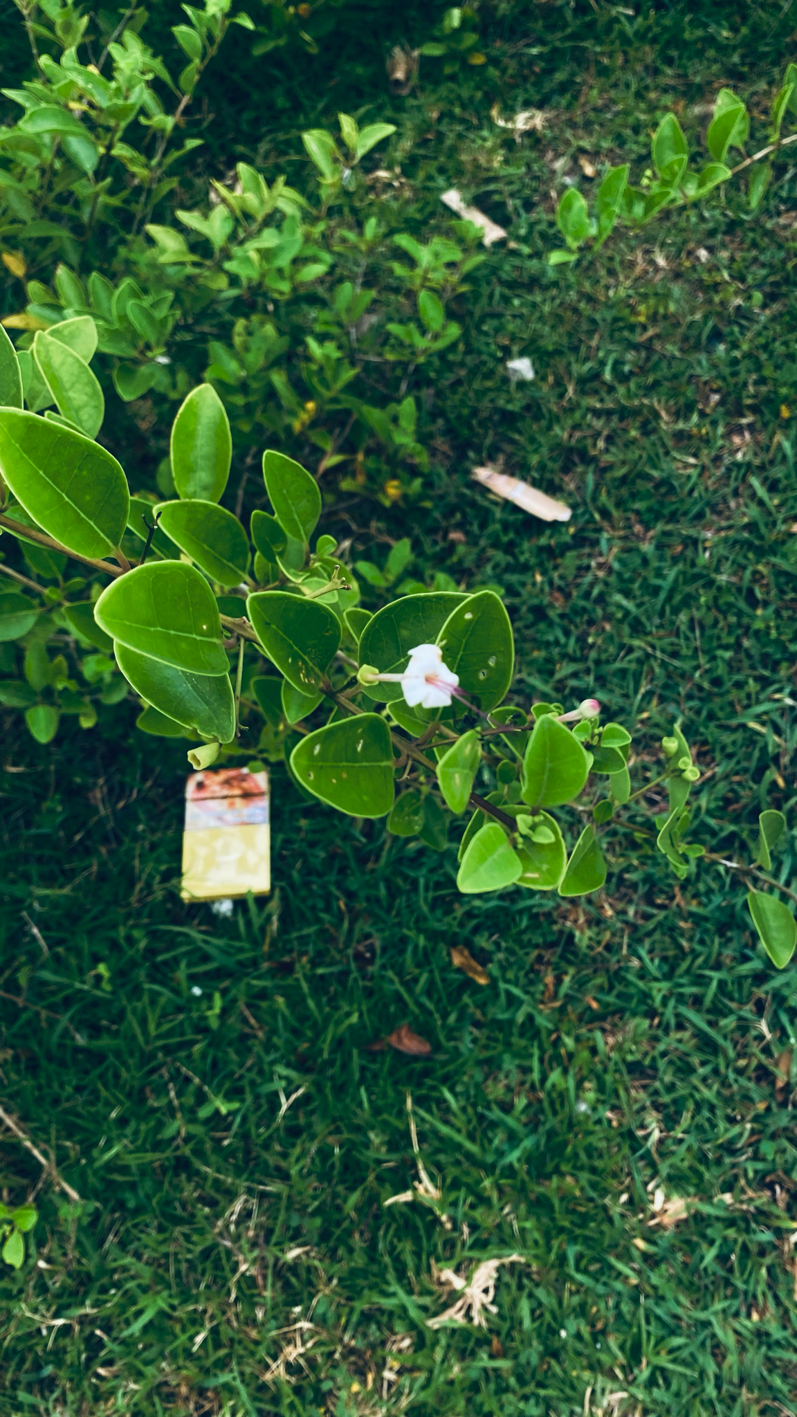 Volkameria inermis (Volkameria inermis)