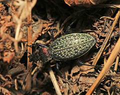 Carabus schrencki
