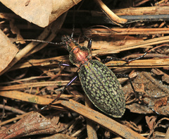 Carabus schrencki