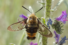 Hemaris tityus