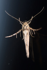Stathmopoda plumbiflua