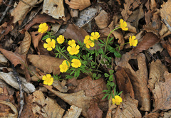 Ranunculus franchetii