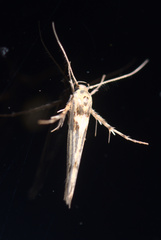 Stathmopoda plumbiflua