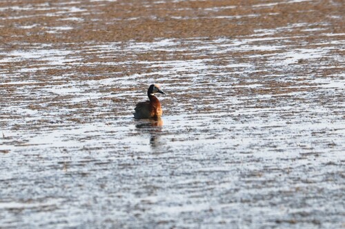 iNaturalist image