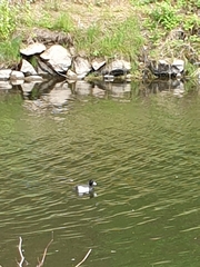 Aythya fuligula