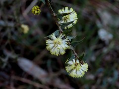 (c) Elspeth Swan, some rights reserved (CC BY) Acacia gunnii, photograph (c) Elspeth Swan, some rights reserved (CC BY)
