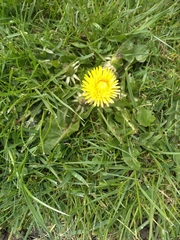 Taraxacum
