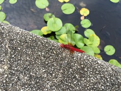 Crocothemis servilia mariannae