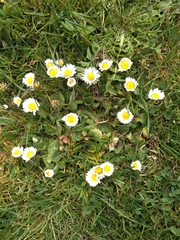 Bellis perennis