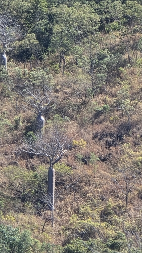Adansonia gregorii, photograph 4