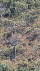 Adansonia gregorii, photograph (c) Genevieve Early, some rights reserved (CC BY)