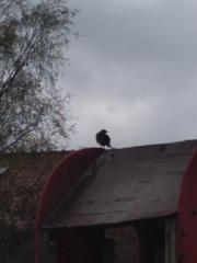 Turdus merula