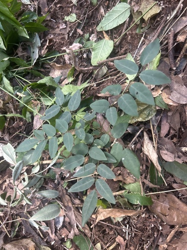 Brachypterum involutum observed 2026-07-20
