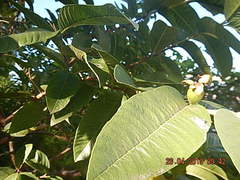Psidium guajava