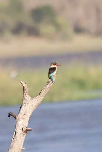 iNaturalist: (c) jandutoit, some rights reserved (CC BY-NC) iNaturalist image