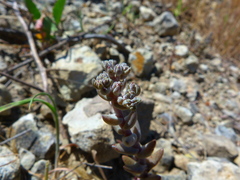 Dudleya blochmaniae blochmaniae