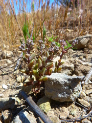 Dudleya blochmaniae blochmaniae