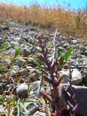 Dudleya blochmaniae blochmaniae