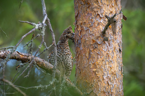 Hazel Grouse