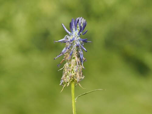 Phyteuma michelii