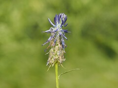 Phyteuma michelii