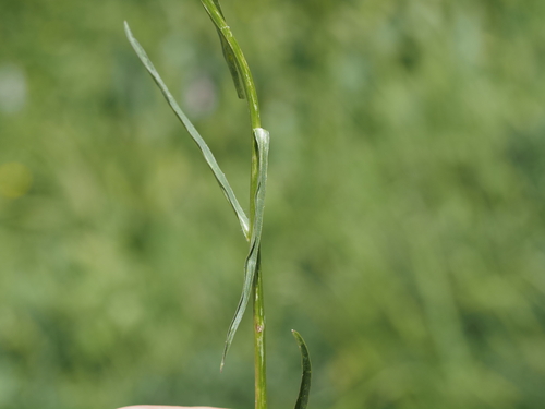 Phyteuma michelii, photograph 2
