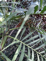 Chamaedorea hooperiana