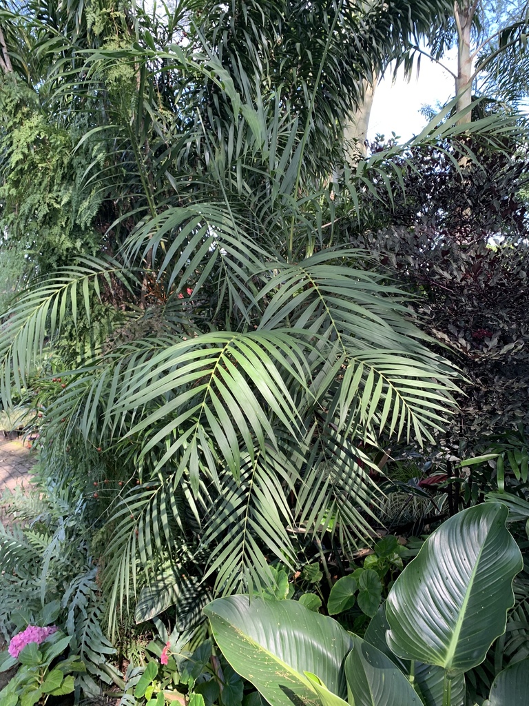 Hooper's palm