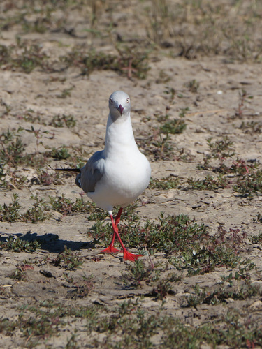 iNaturalist image