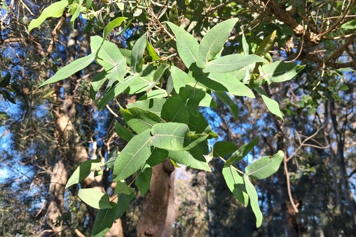 Angophora subvelutina observed 2026-07-19