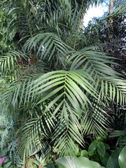 Chamaedorea hooperiana