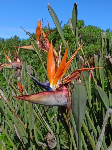 African desert banana (Strelitzia juncea)