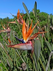 Strelitzia juncea, photograph (c) Malte Krömer, some rights reserved (CC BY)