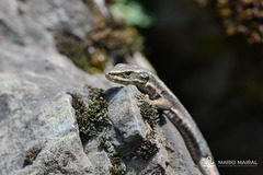 Iberolacerta aranica