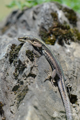 Iberolacerta aranica