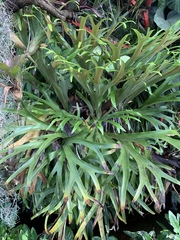 Platycerium alcicorne