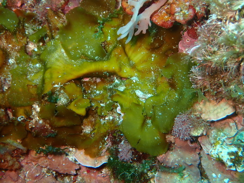 Zanardinia typus, 2026-07-19