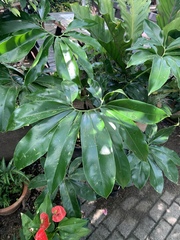 Thaumatophyllum spruceanum