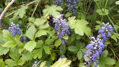 Bombus argillaceus