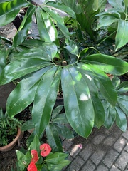 Thaumatophyllum spruceanum