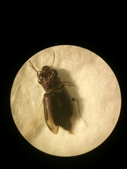 Notiophilus quadripunctatus