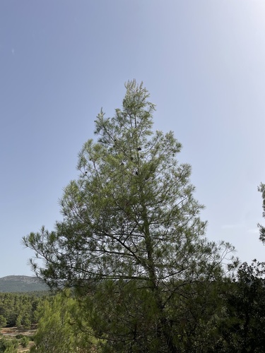 Aleppo pine