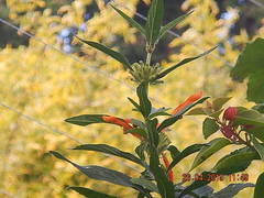 Leonotis leonurus