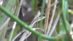 Oxybelis microphthalmus