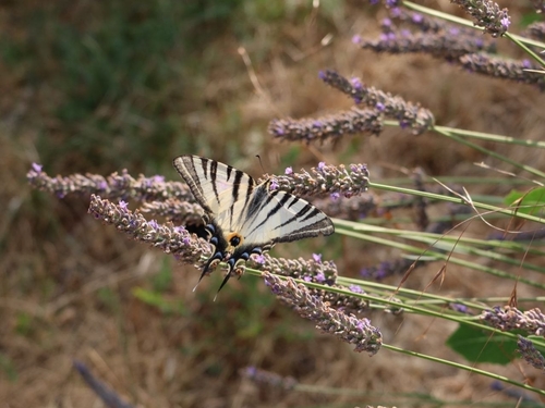 Scarce Swallowtail
