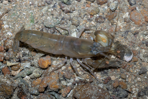 Alpheus strenuus observed 2026-07-15