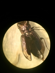 Notiophilus quadripunctatus