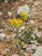 Helichrysum plicatum